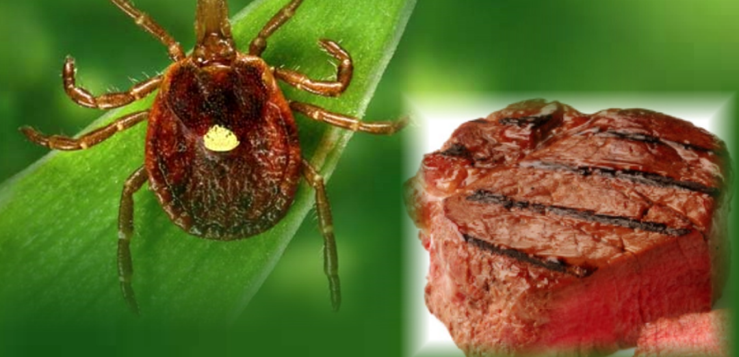 Tick bites and red meat anaphylaxis: What's the link?